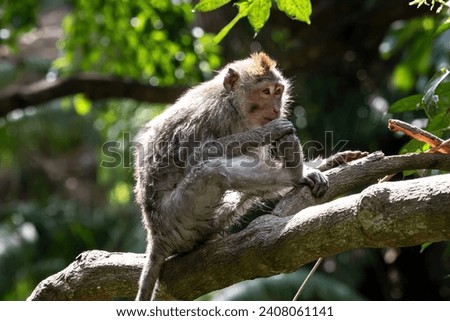 Young Macaque monkey (Macaca Fascicularis) on tree limb, holding foot and looking into the distance. Forest in background. In the sacred monkey forest, Ubud, Bali, Indonesia.
