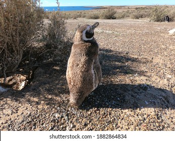 A young Magellanic penguin stands with its back on the Punta Tombo peninsula in the Chubut province, Argentina