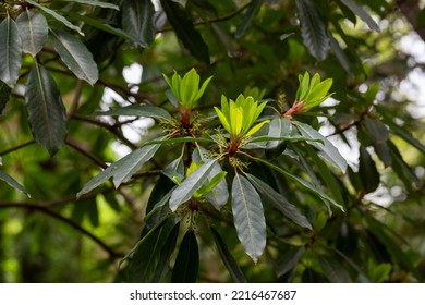 Young Magnolia Leaves On A Branch. Magnolia Grandiflora, Commonly Known As The Southern Magnolia Or Bull Bay, Branch With Fresh Green Leaves. Background Of Evergreen Magnolia Leaves