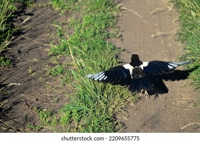 Young magpie (Pica pica) on a field road a hot summer day. The bird jumps, flies, feeds, hides - an inexperienced fledgling - Shutterstock ID 2209655775