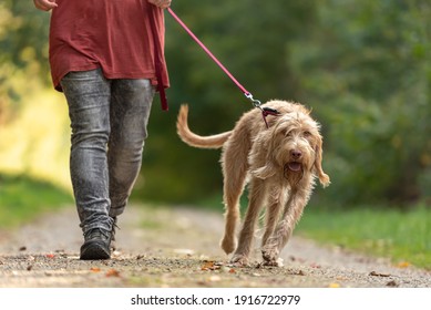 Young  Magyar Vizsla Hound. Female Dog Handler Is Walking With  Dog On The Road In A Forest. Large Dog Pulls On The Leash