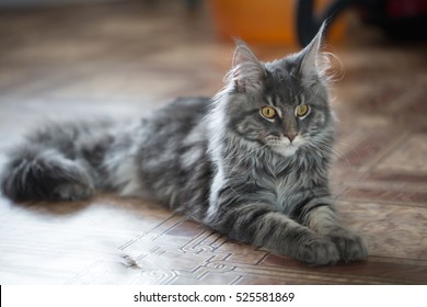 18,489 Nature maine coon Images, Stock Photos & Vectors | Shutterstock