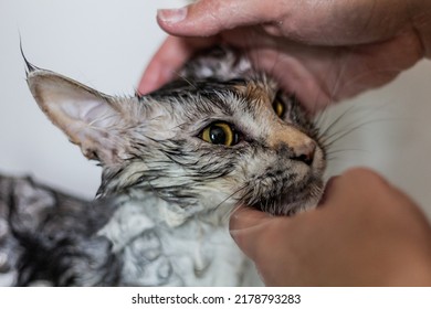 Young Maine Coon cat having bath - Shutterstock ID 2178793283