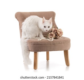 Young Maine Coon Cat Isolated On An Armchair With Flowers And A Collar On White Background