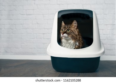 Young Maine Coon cat sitting in a closed llitter box and looking sideways.