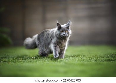 Young Maine Coon Cat Walking On Grass In Summer