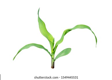 Young Maize Or Corn Plant Isolated