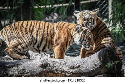 Young Malayan Tiger Cubs Playing