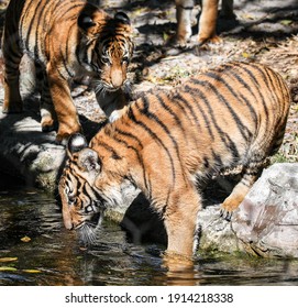 Young Malayan Tiger Cubs Playing