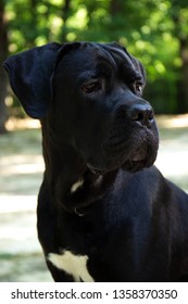 Cane Corso Years Images Stock Photos Vectors Shutterstock