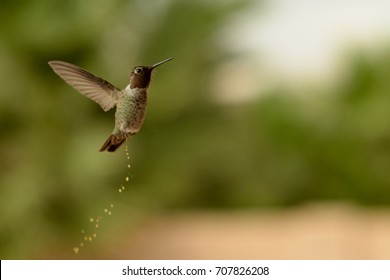 A young male black-chinned hummingbird urinates during mid-flight