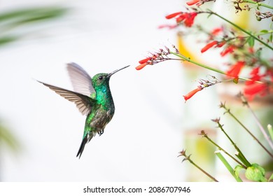 Young male Blue-chinned Sapphire hummingbird, Chlorestes notata, feeding on red Antigua Heath flowers with a white background. - Shutterstock ID 2086707946