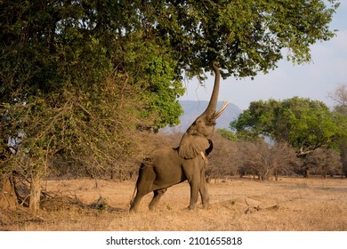 Young male bull elephant with ivory tusks reaching trunk up, stretching to feed on tree leaves. African bush on safari game drive holiday in Kruger National Park, South Africa. 