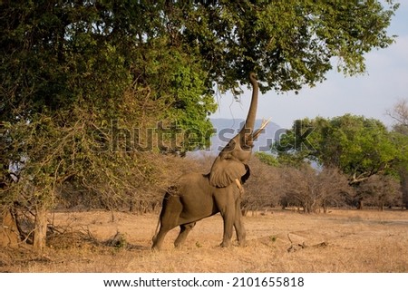 Young male bull elephant with ivory tusks reaching trunk up, stretching to feed on tree leaves. African bush on safari game drive holiday in Kruger National Park, South Africa. 