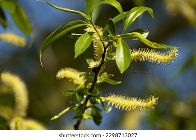 young male catkin of a knotted willow Salix babylonica (weeping willow)