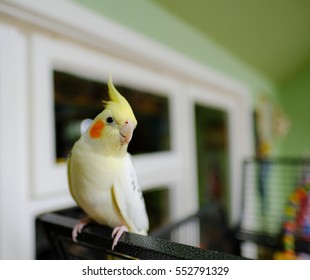 Young male cockatiel seen sitting on the outside of its large cage, looking at the photographer.