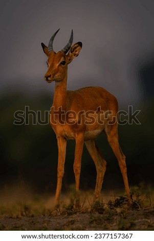 Young male common impala stands with catchlight