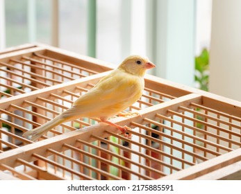 Young male Curious orange canary looks straight sitting on a cage on a light background. Breeding songbirds at home. - Shutterstock ID 2175885591