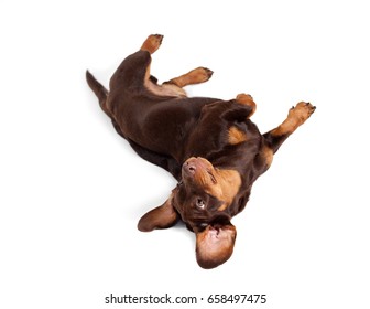 Young male Dachshund, lying on his back on a white background - Shutterstock ID 658497475