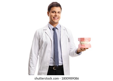 Young Male Dentist Holding A Jaw Model Isolated On White Background