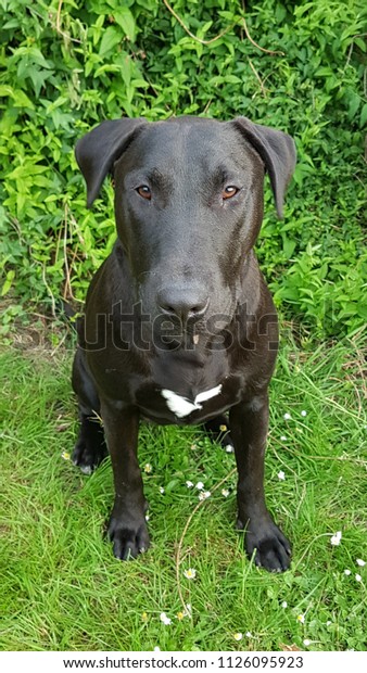 bull terrier and lab mix