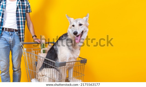 A young male and dog in shopping cart on\
yellow background