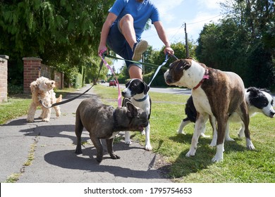 Young Male Dog Walker Struggling To Walk Dogs Along Suburban Street