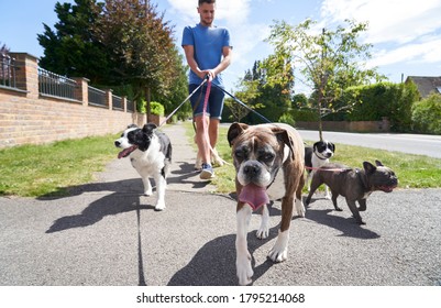 Young Male Dog Walker Walking Dogs Along Surburban Street