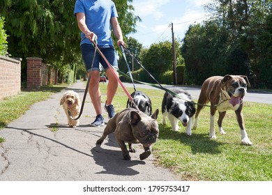 Young Male Dog Walker Walking Dogs Along Suburban Street