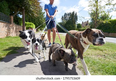 Young Male Dog Walker Walking Dogs Along Suburban Street