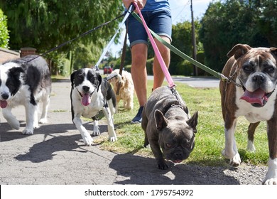 Young Male Dog Walker Walking Dogs Along Suburban Street