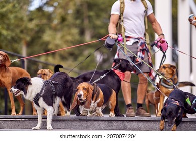 Young Male Dog Walker Working Outisde; Dog Walker Lifestyle