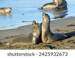 Young male Elephant seals sparing on the California beaches.