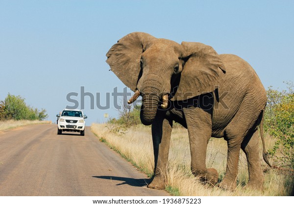 Young male elephant\
shaking head at car in the Kruger National Park, South Africa.\
Walking cross road. 