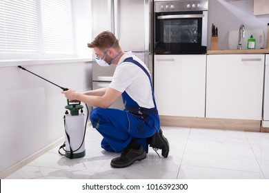 Young Male Exterminator Worker Spraying Insecticide Chemical In Kitchen
