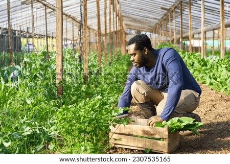 Young male farmer harvesting green vegetables while crouching near crate in farm