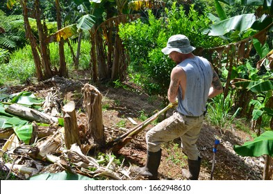 Young Male Farmer Planting Plantain Trees. Puerto Rican Farmer Working On A Plantain And Coffee Farm. Attractive Man With Tattoos Working Outside With Nature. Uprooting Banana Tree Sucker. 