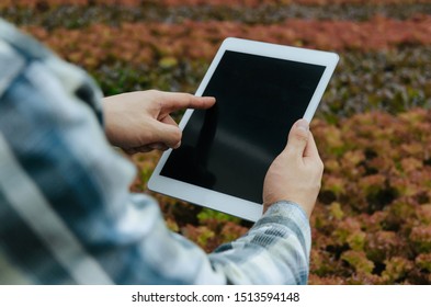 young male farmer using mobile smart tablet computer with organic hydroponic fresh vegetables produce in greenhouse garden nursery farm, smart farming technology and agricultural innovation concept - Powered by Shutterstock