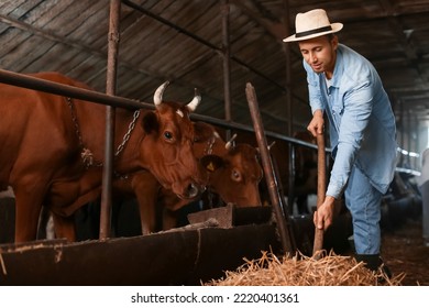 Young Male Farmer Working In Cowshed