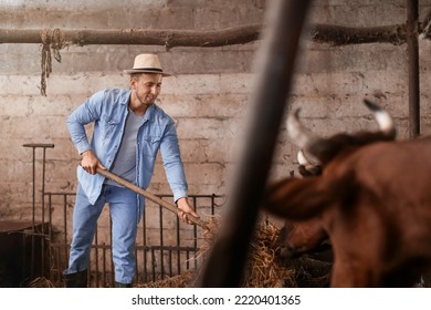 Young Male Farmer Working In Cowshed