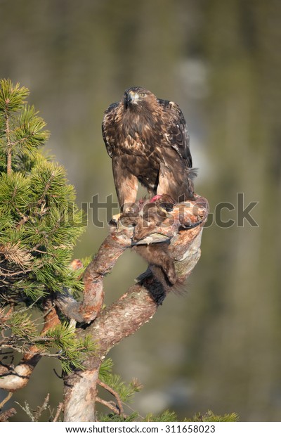 Young Male Golden Eagle Feeding On Stock Photo Edit Now