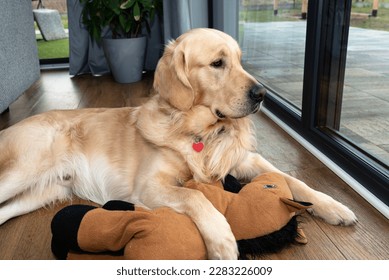 A young male golden retriever lies with a toy on vinyl panels under a large terrace window in the living room. - Powered by Shutterstock