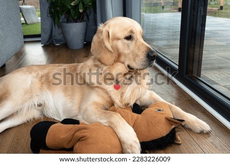 A young male golden retriever lies with a toy on vinyl panels under a large terrace window in the living room.