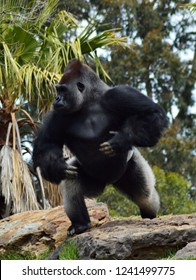 Young Male Gorilla Beating His Chest