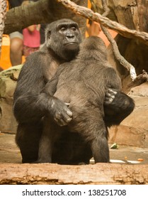 Young Male Gorilla Hugging At The Omaha Zoo