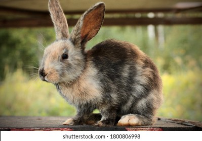 Young Male Harlequin Gotland Rabbit 