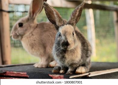 Young Male Harlequin Gotland Rabbit 