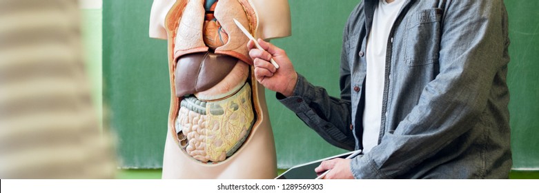 Young male hispanic teacher in biology class, holding digital tablet and teaching human body anatomy, using artificial body model to explain internal organs. - Powered by Shutterstock