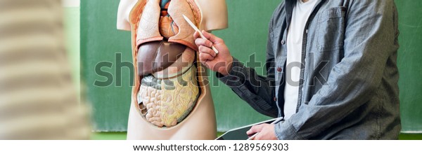 Young male hispanic teacher in biology\
class, holding digital tablet and teaching human body anatomy,\
using artificial body model to explain internal\
organs.