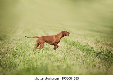 Young Male Hungarian Vizsla Dog Pointing